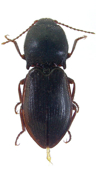 Pseudanostirus risillus