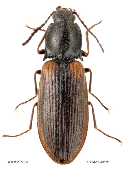 Pseudanostirus vicinus