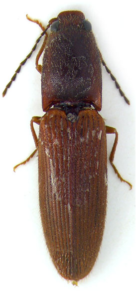 Pseudocrepidophorus filicollis