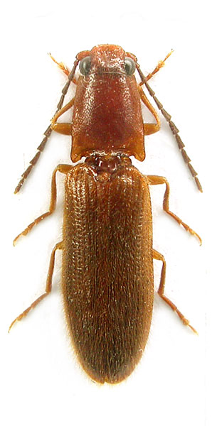 Pseudocrepidophorus flavescens