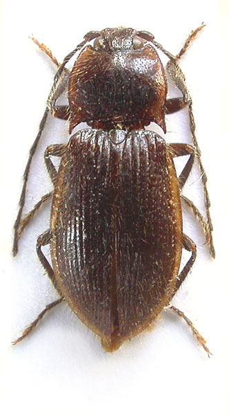 Pseudocsikia phongsalyana