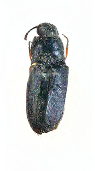 Quasimus abruptus