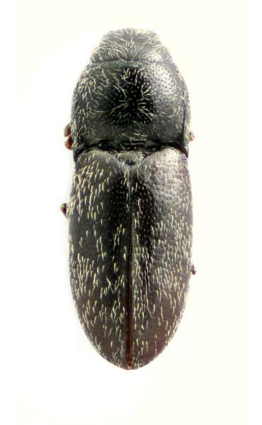 Quasimus liliputanus