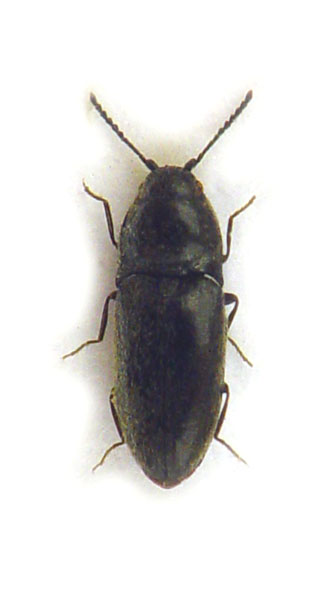 Quasimus minutissimus