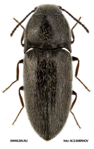 Quasimus minutissimus