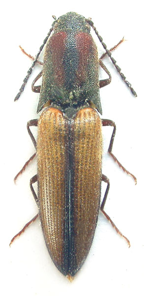 Rainerus tricolor