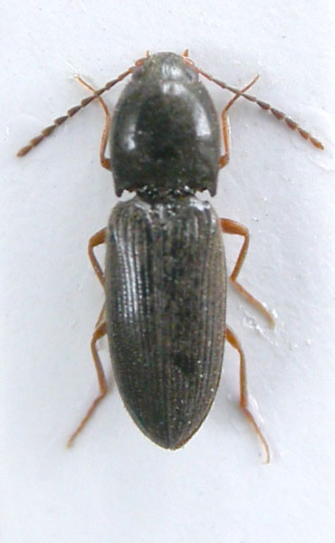 Ryukyucardiophorus mertliki