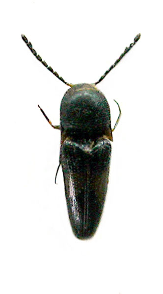 Sawadapenthes mertliki