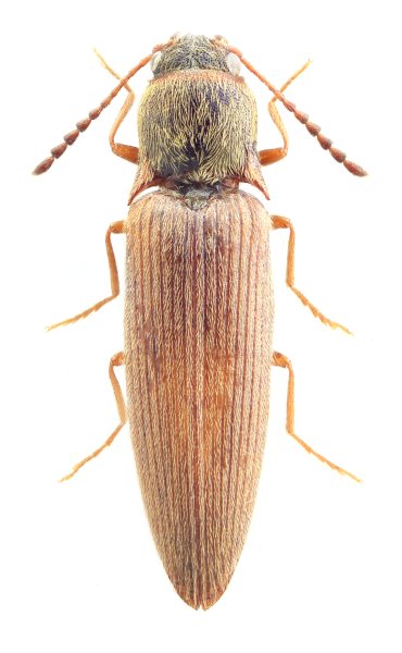 Schimelinus hubeiensis