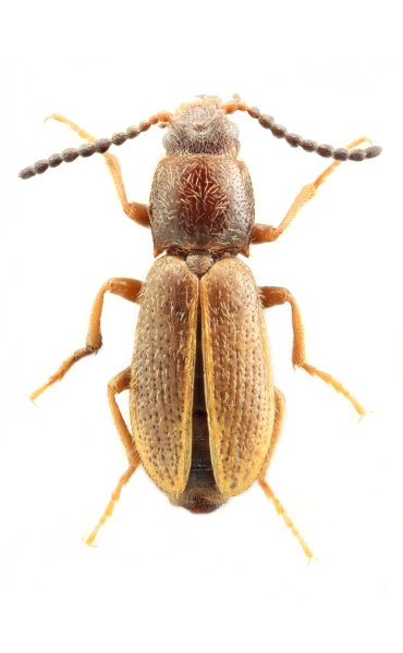Selatapteria tibetanus