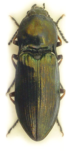 Selatosomus aeneus