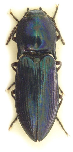 Selatosomus aeneus