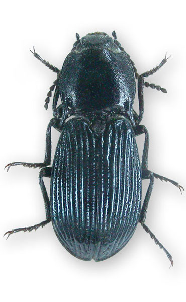 Selatosomus ampliatus