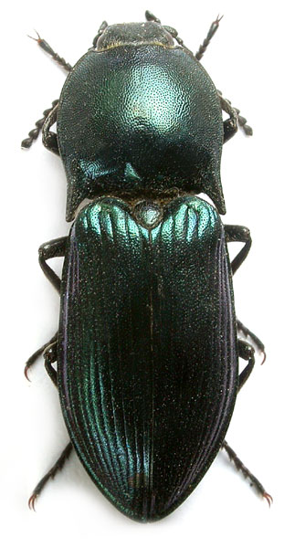 Selatosomus amplicollis