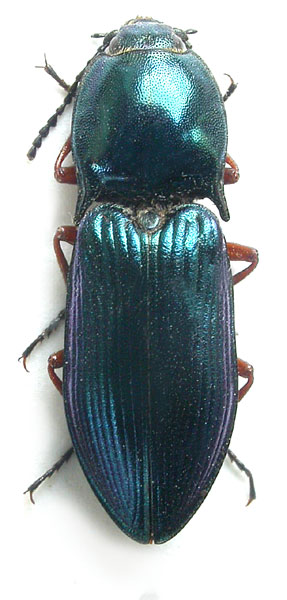 Selatosomus amplicollis