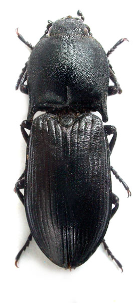 Selatosomus amplicollis