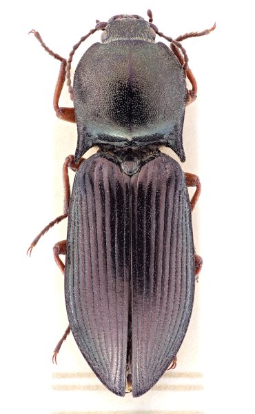 Selatosomus amplicollis
