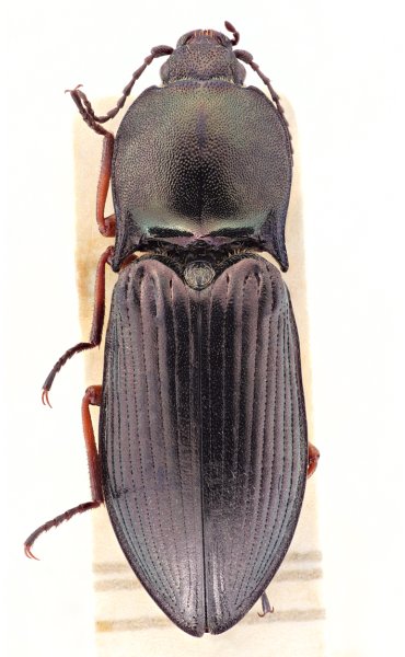 Selatosomus amplicollis