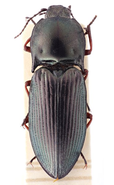 Selatosomus amplicollis