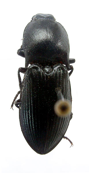 Selatosomus armeniacus