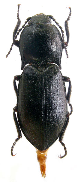 Selatosomus atratus