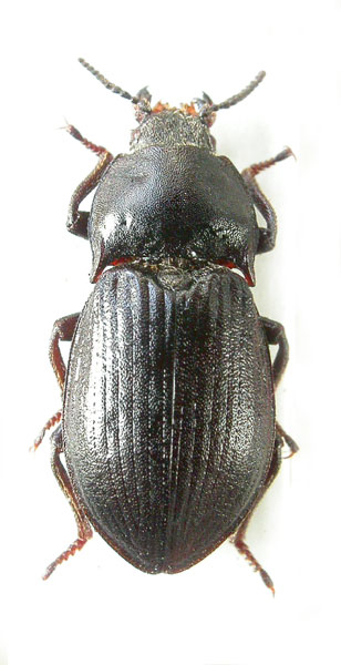 Selatosomus barlaensis