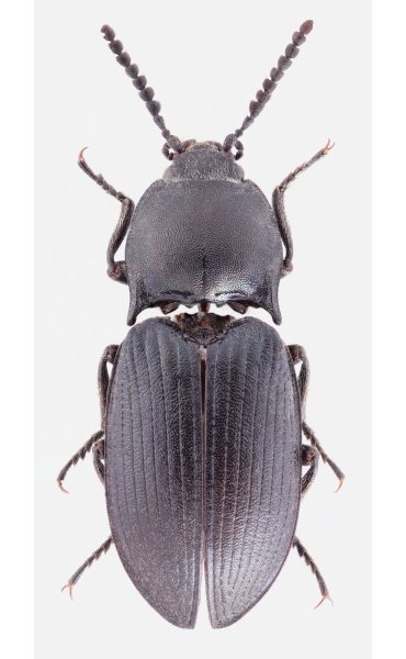 Selatosomus beysehiricus