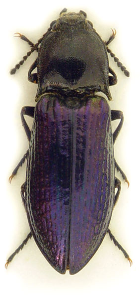 Selatosomus confluens