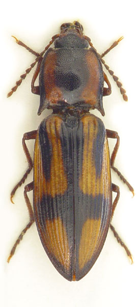 Selatosomus cruciatus