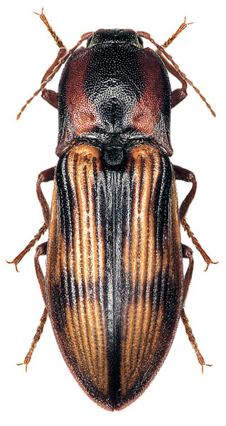 Selatosomus cruciatus