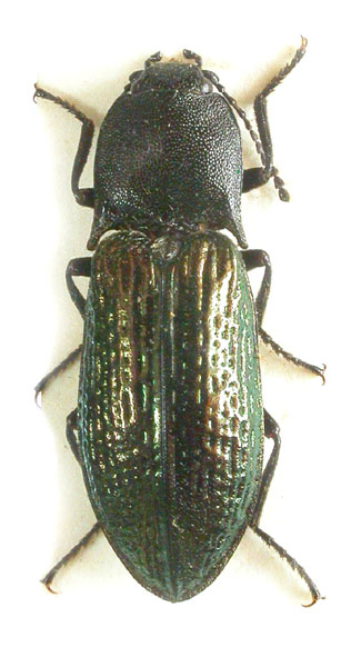 Selatosomus gloriosus