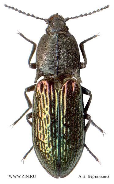 Selatosomus gloriosus