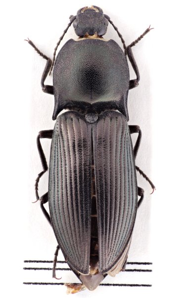 Selatosomus graecus