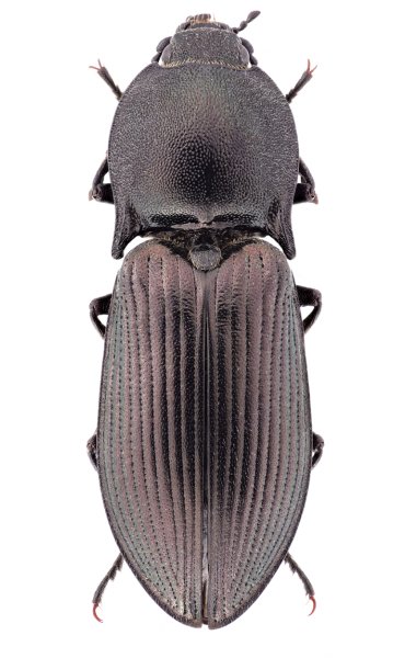 Selatosomus graecus