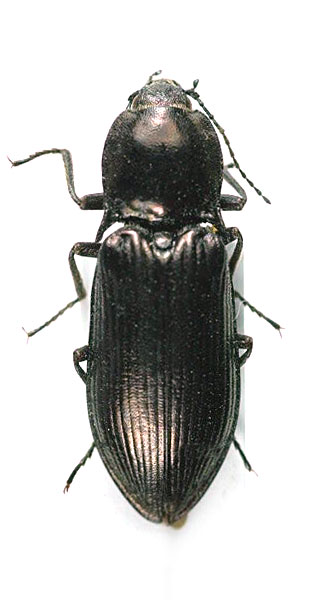 Selatosomus grandis