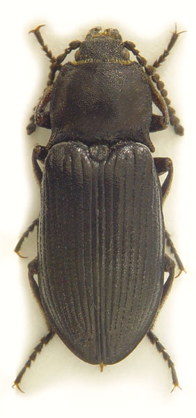 Selatosomus jacobsoni