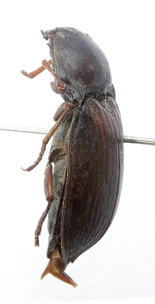 Selatosomus karabachensis