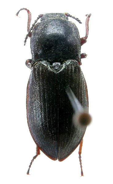 Selatosomus logvinenkoae