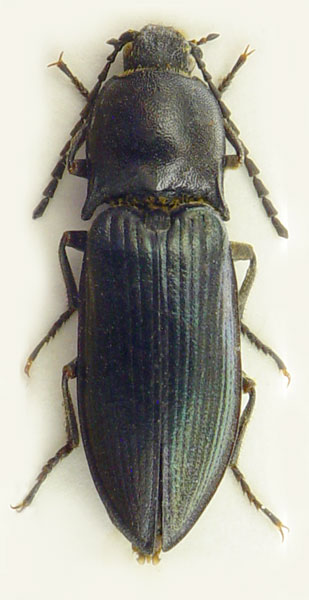 Selatosomus melancholicus