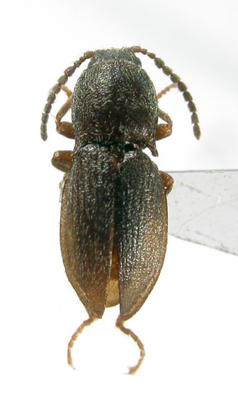 Selatosomus messorbius