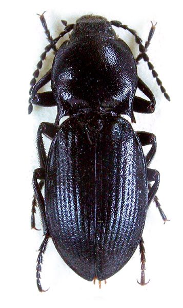 Selatosomus mirificus