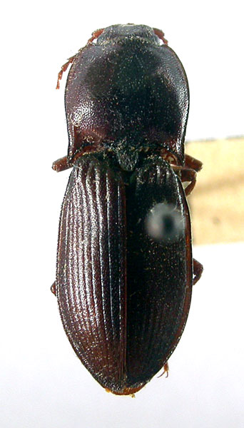 Selatosomus pecirkanus