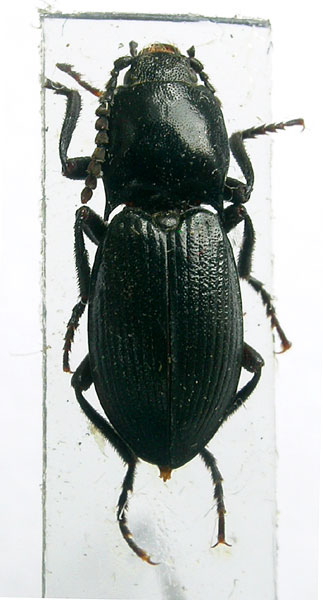 Selatosomus persimilis