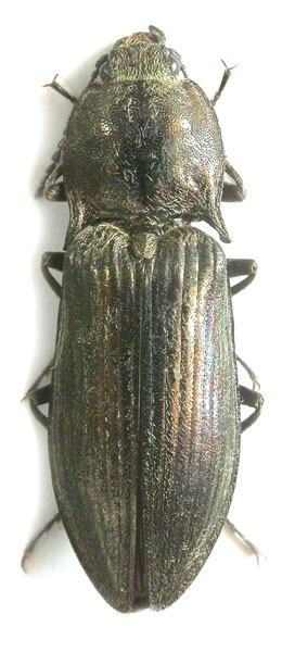 Selatosomus puberulus