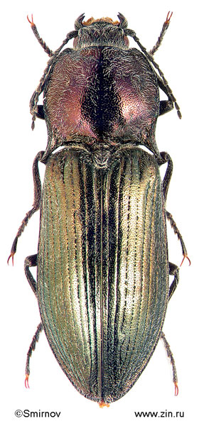 Selatosomus puberulus