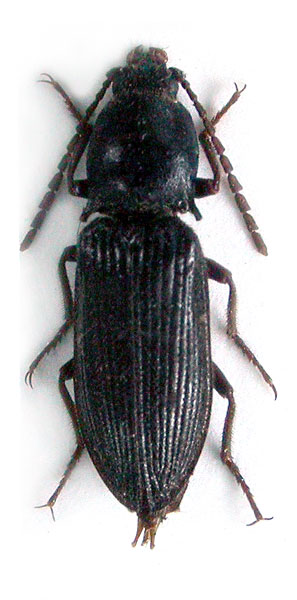 Selatosomus punctatissimus