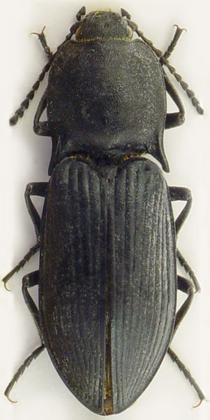 Selatosomus punctipennis