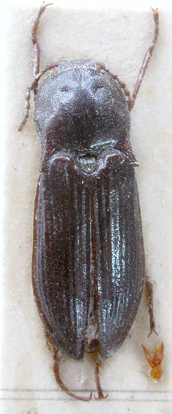 Selatosomus reitteri