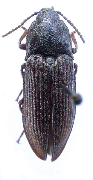 Selatosomus salebrosus