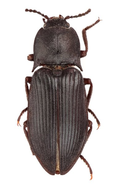 Selatosomus schimmeli